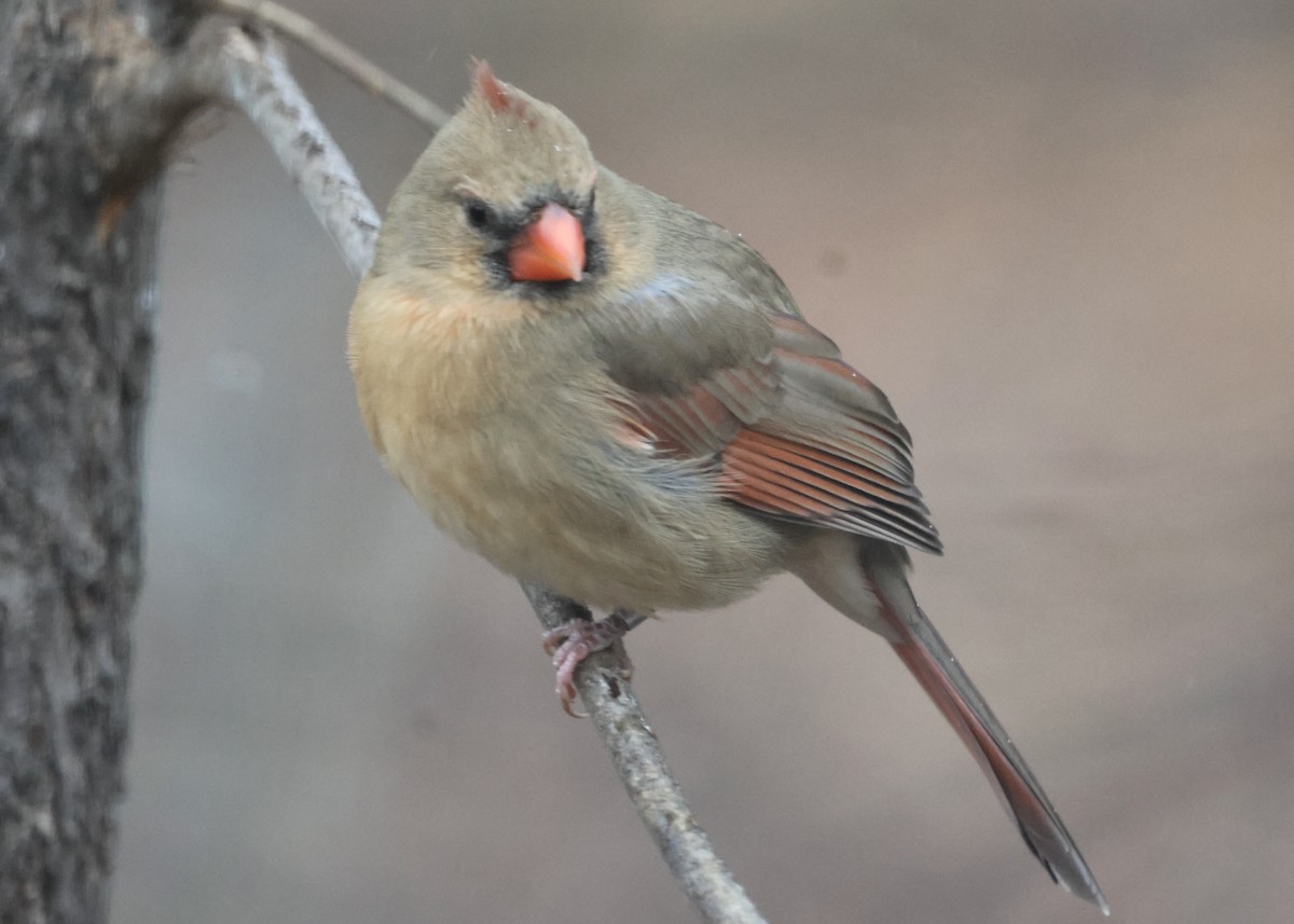 Кардинал червоний - ML647801478