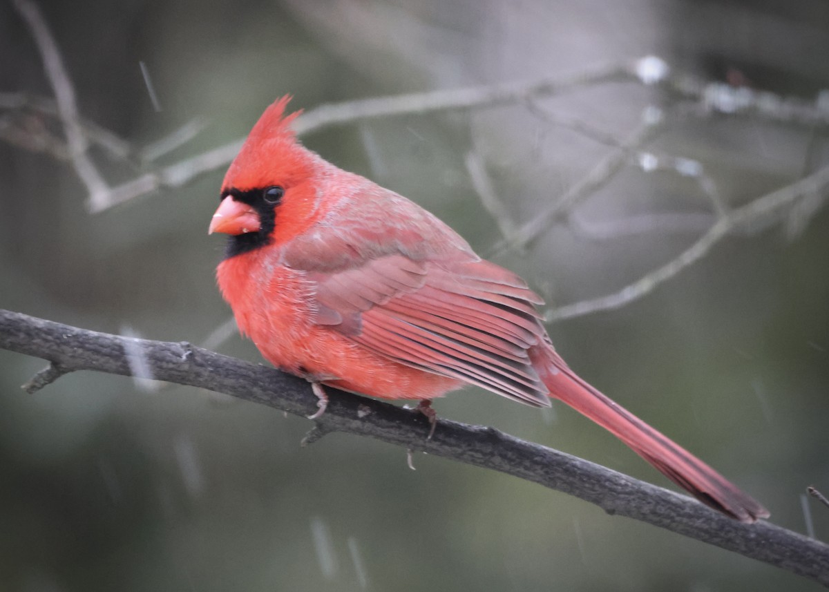 Кардинал червоний - ML647801501