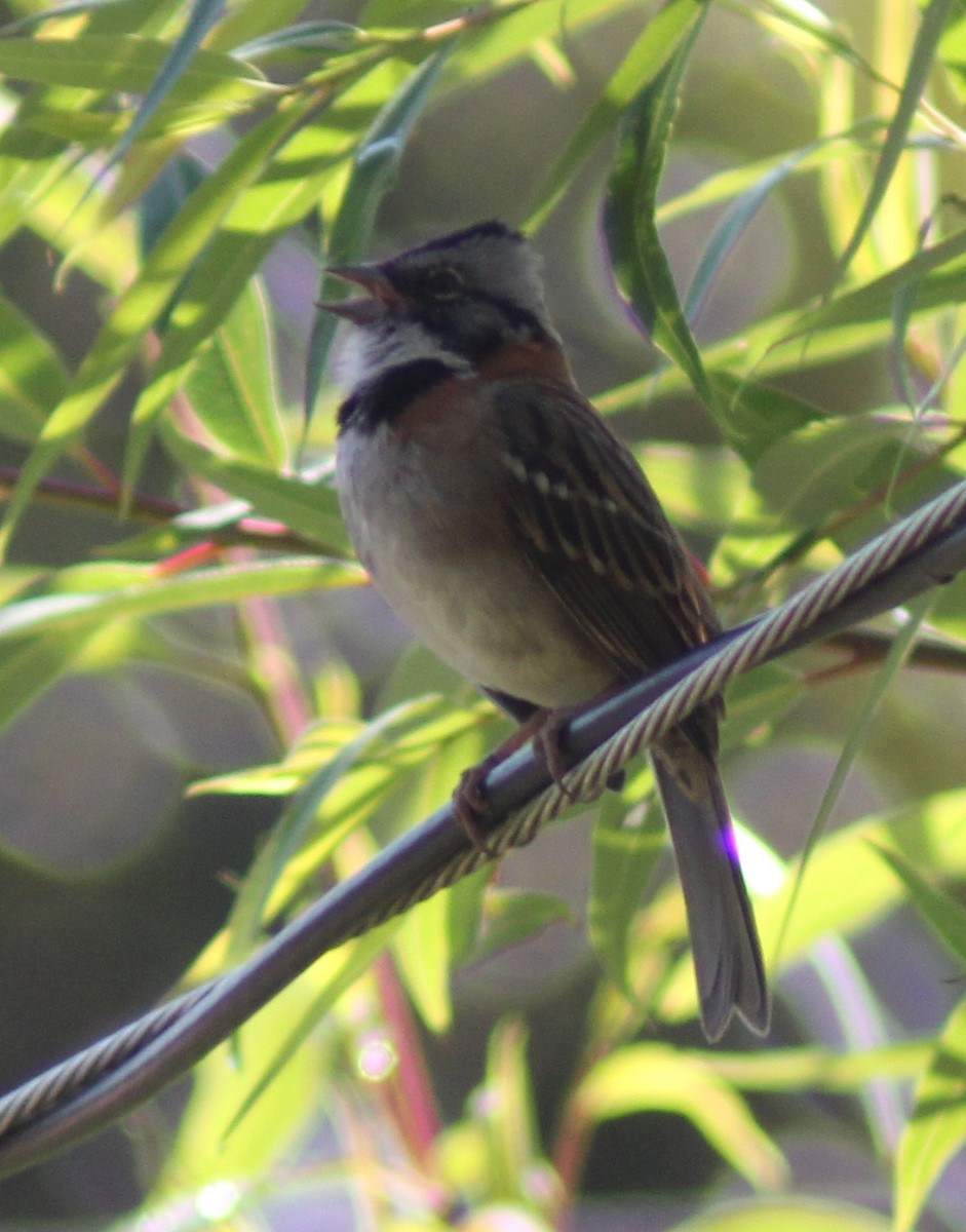 Bruant chingolo - ML647801504