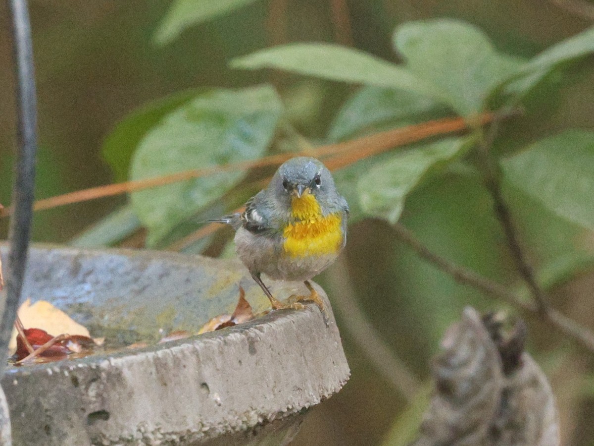 Northern Parula - ML647801512