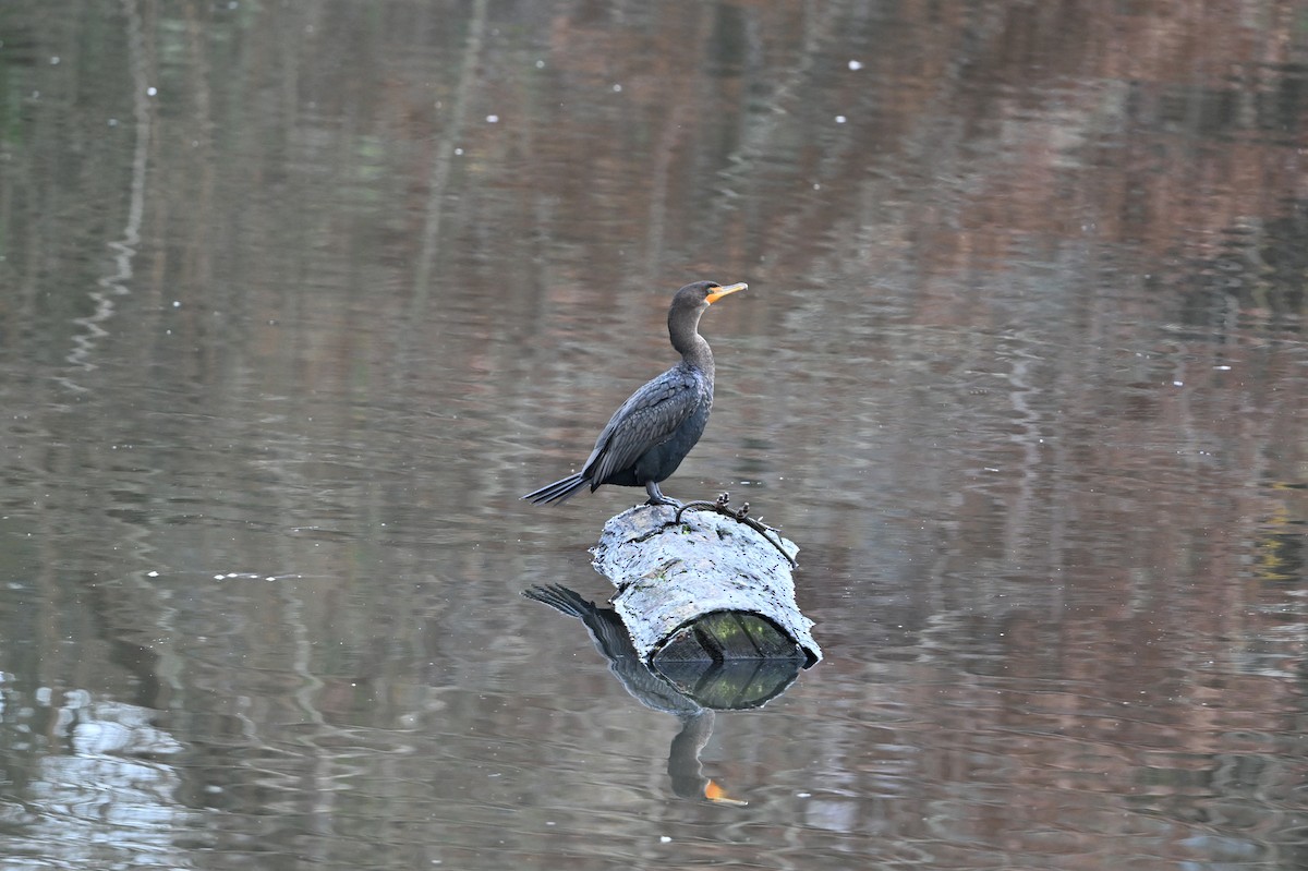 Double-crested Cormorant - ML647801518