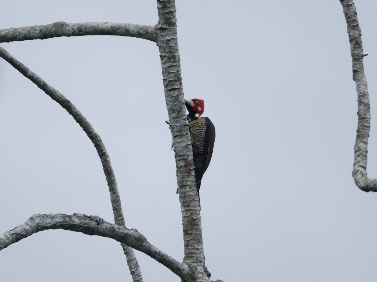 Crimson-crested Woodpecker - ML647801521