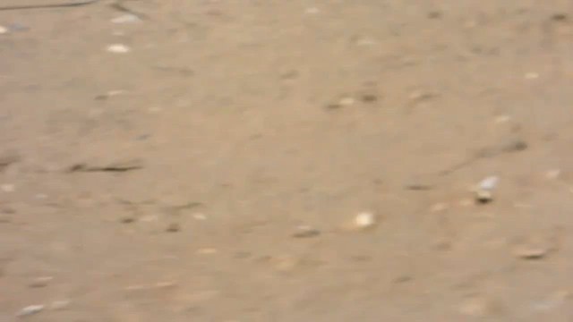 חופמי אמריקני - ML647801538