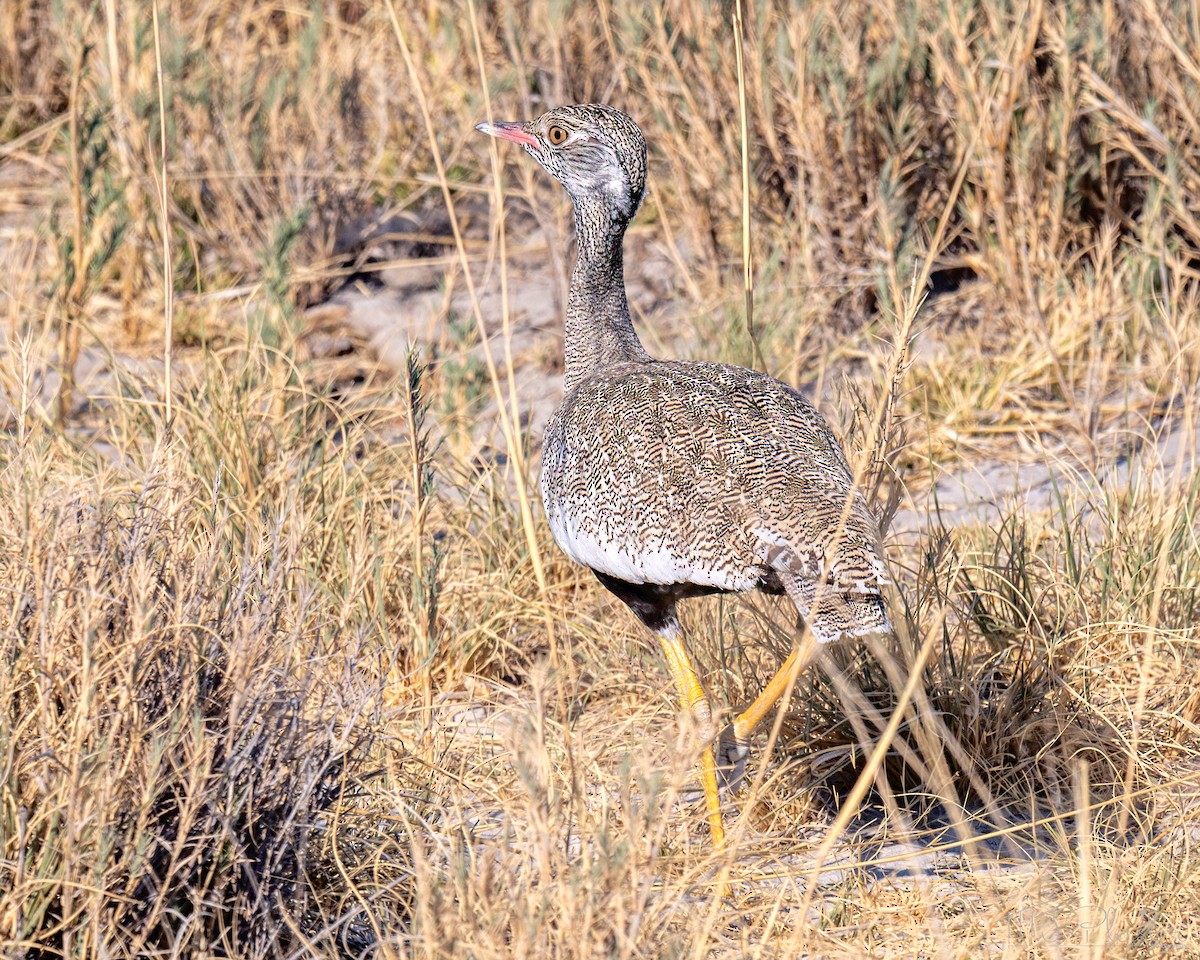 White-quilled Bustard - ML647801562