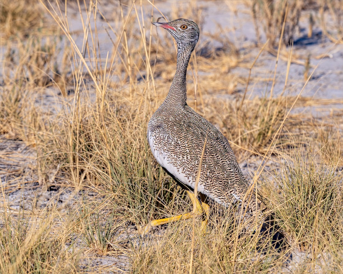White-quilled Bustard - ML647801563