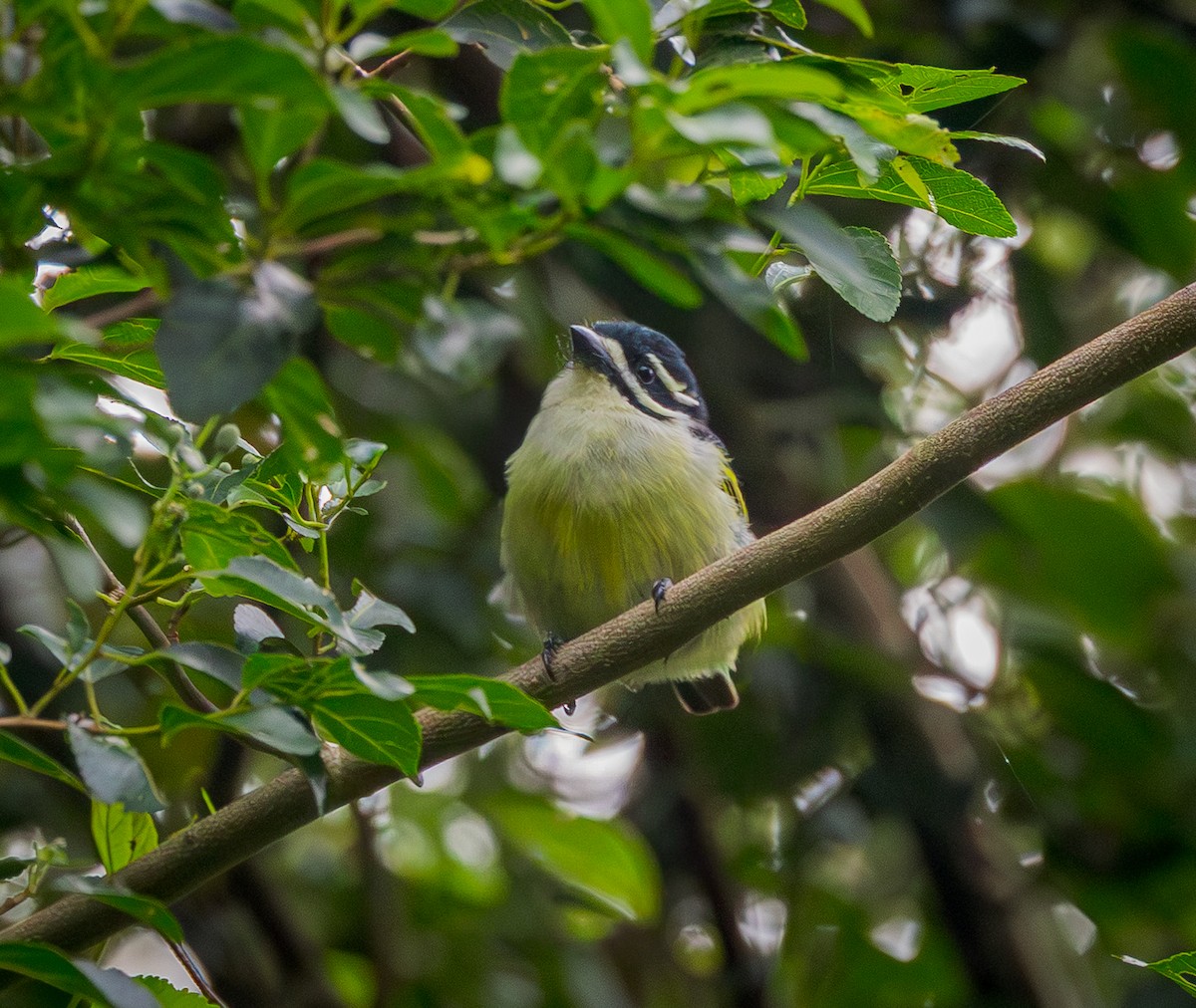 Yellow-rumped Tinkerbird - ML647801573