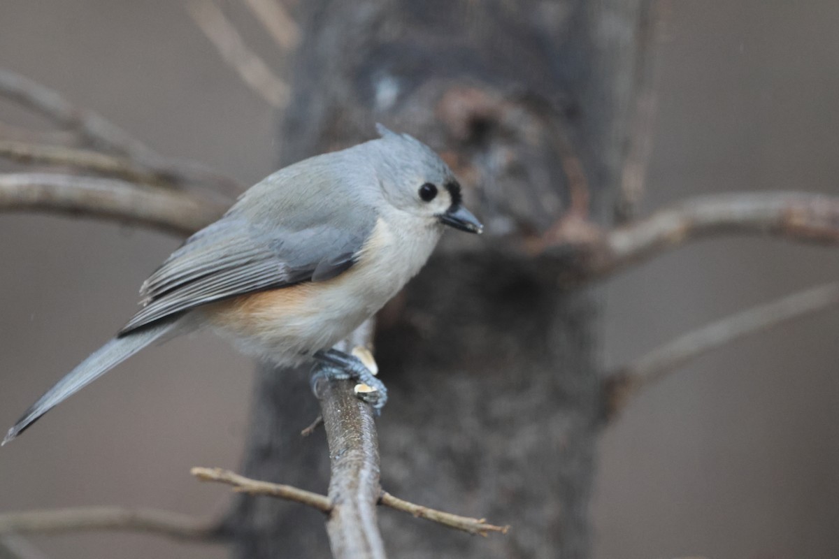 Синиця гострочуба - ML647801584