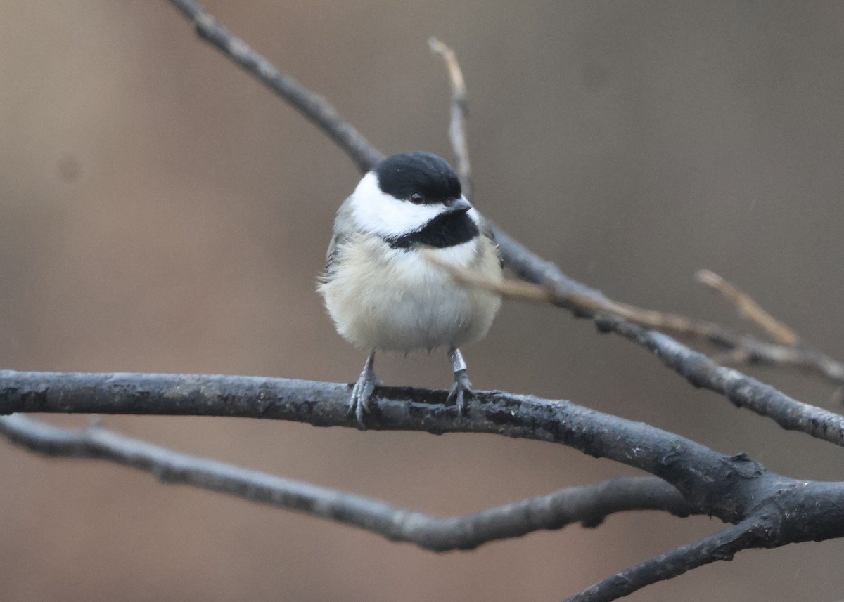 Гаїчка каролінська - ML647801621