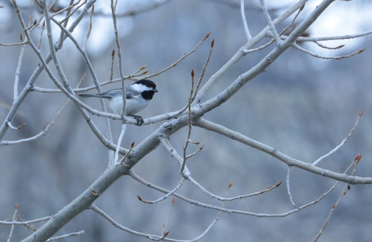 Гаїчка світлокрила - ML647801628