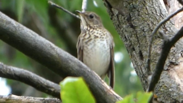 Grive à joues grises - ML647801638