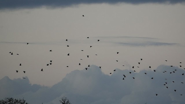 Fish Crow - ML647801640