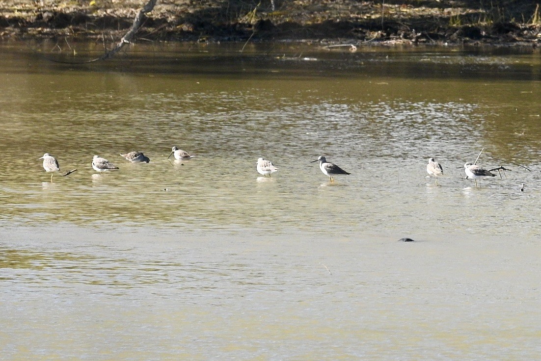 Greater Yellowlegs - ML647801675