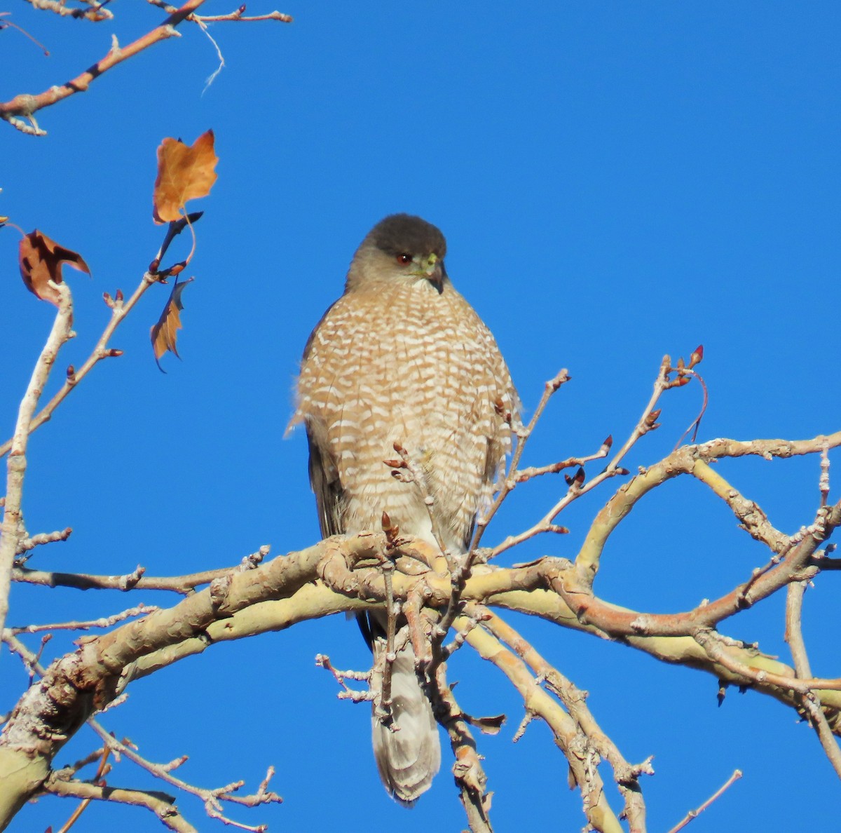 Cooper's Hawk - ML647801679
