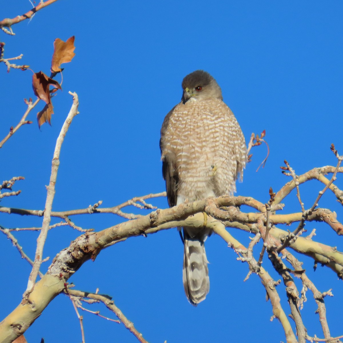 Cooper's Hawk - ML647801681