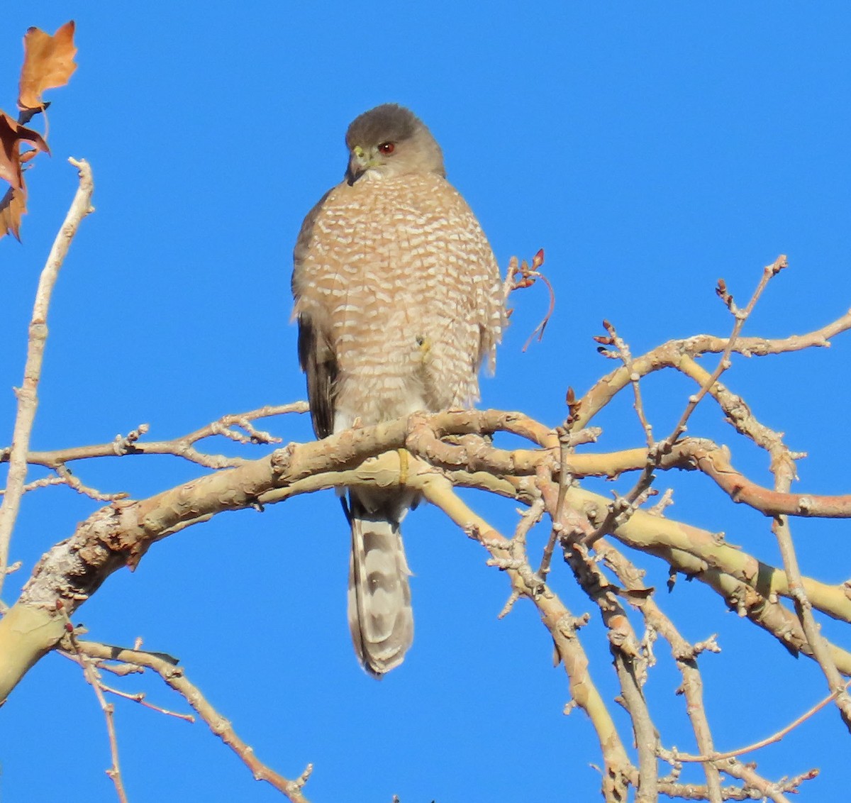 Cooper's Hawk - ML647801688