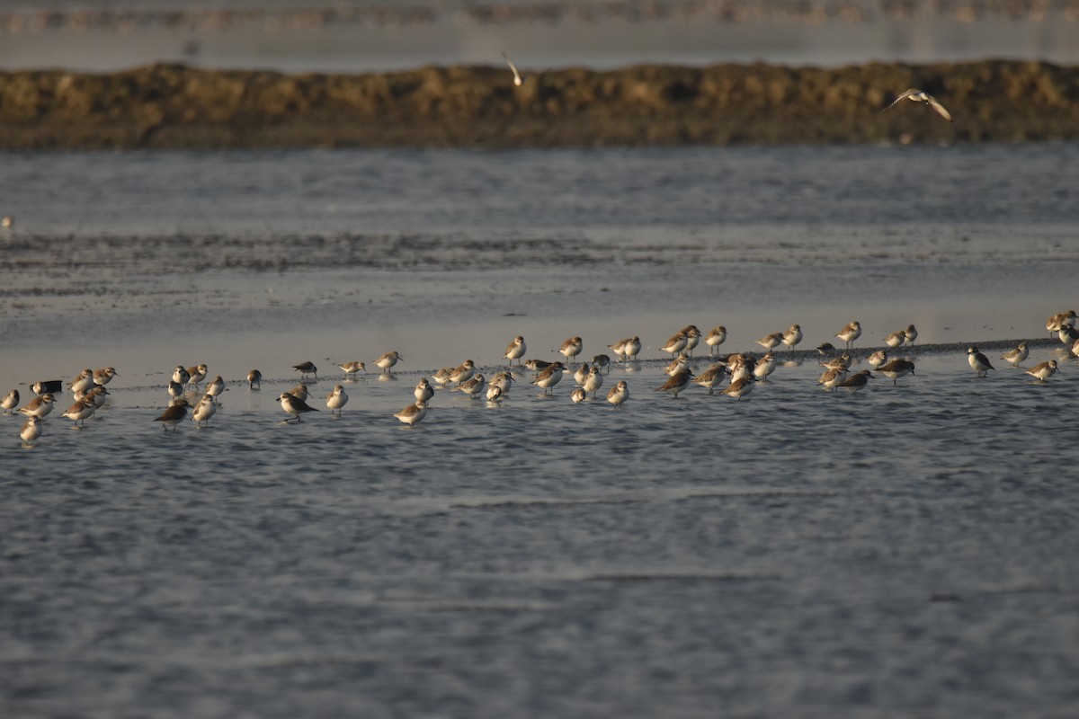 Anadyrknutt - ML647801704