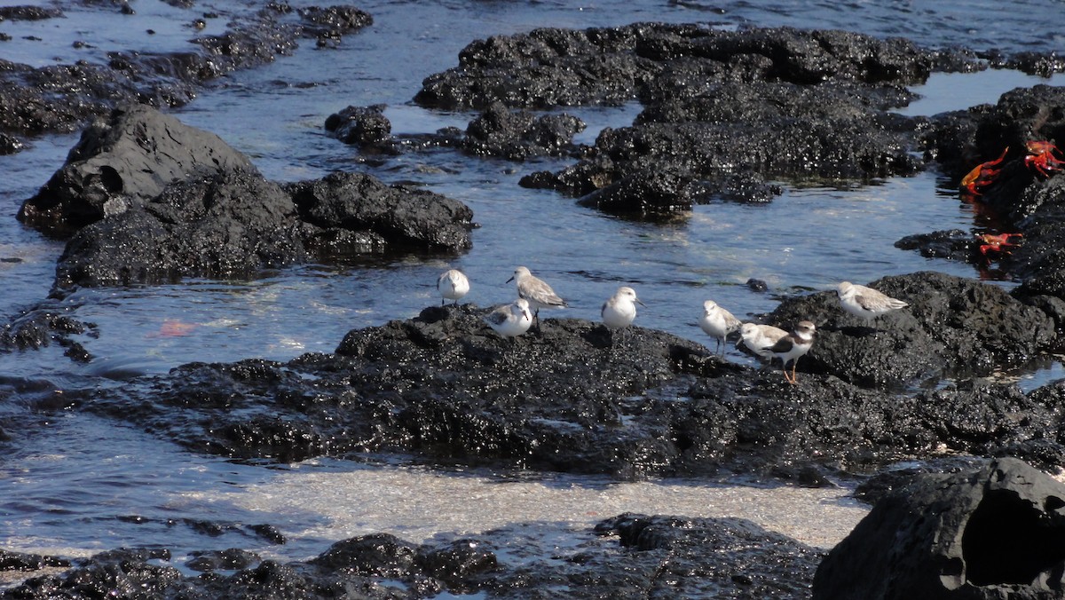 Sanderling - ML647801712