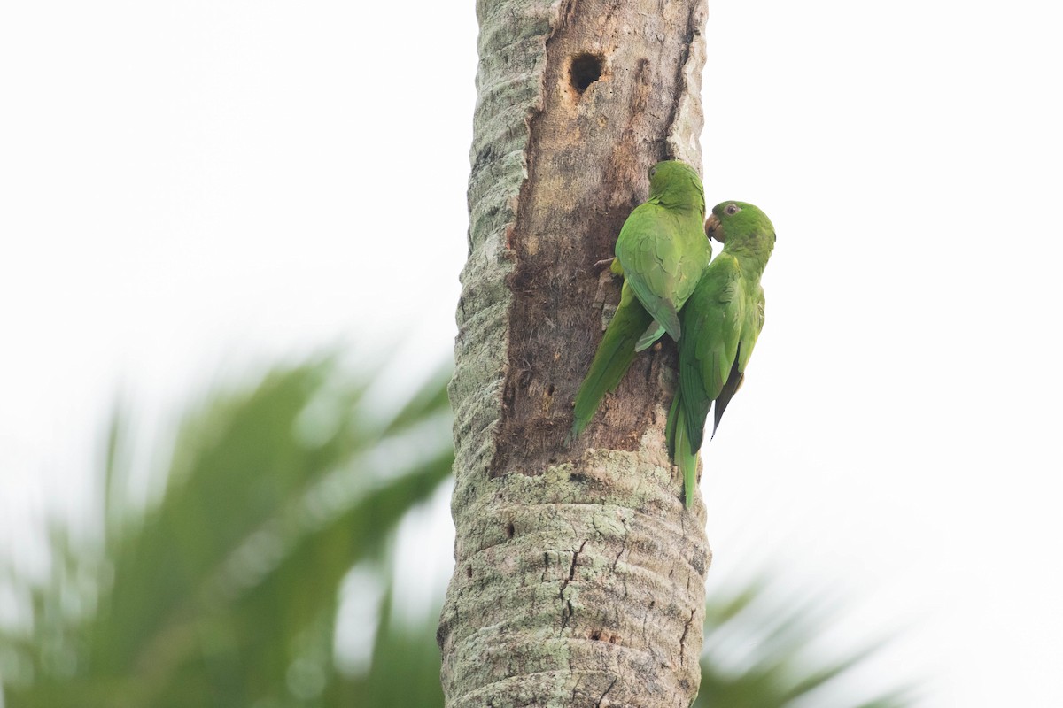 Mexikosittich - ML647801713