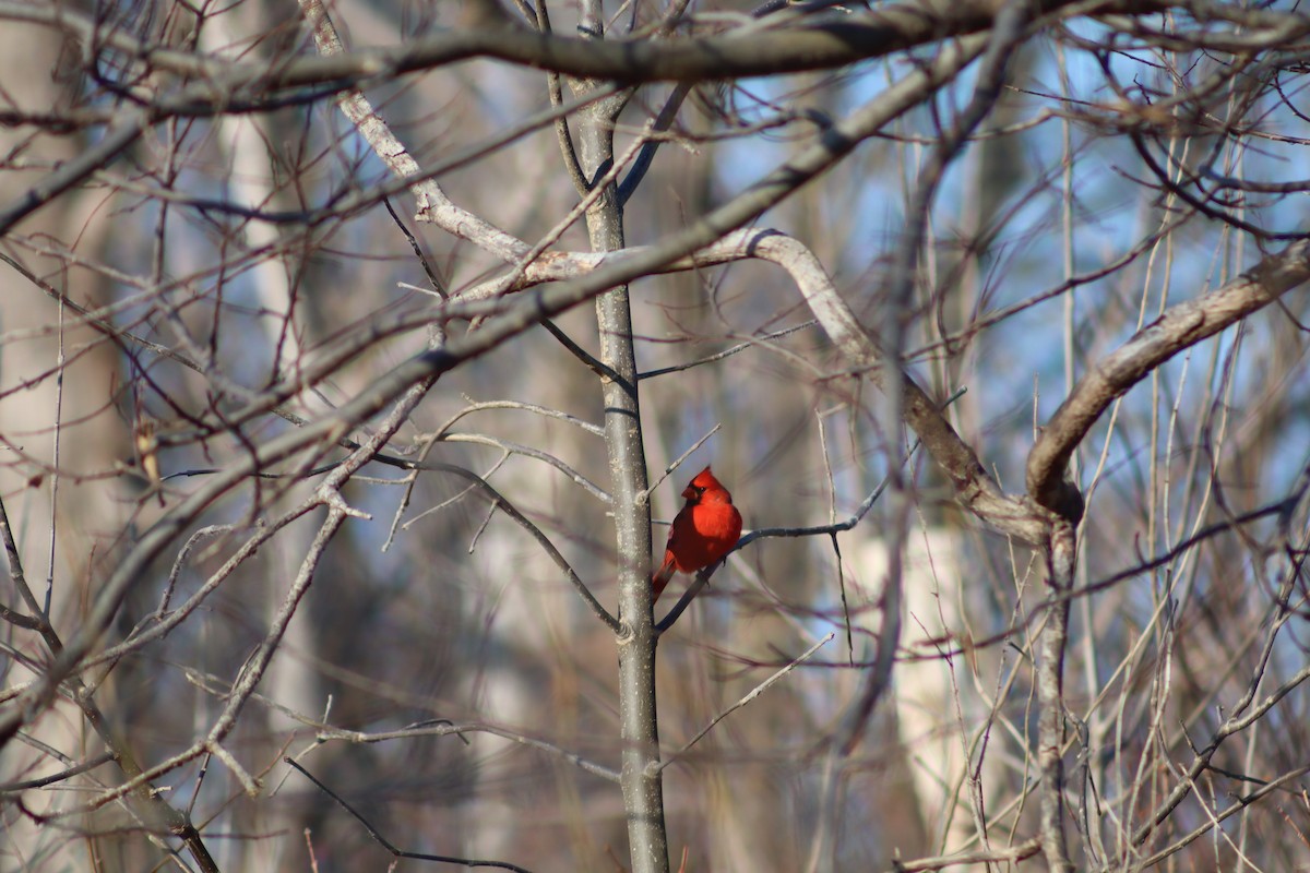 Rotkardinal - ML647801714