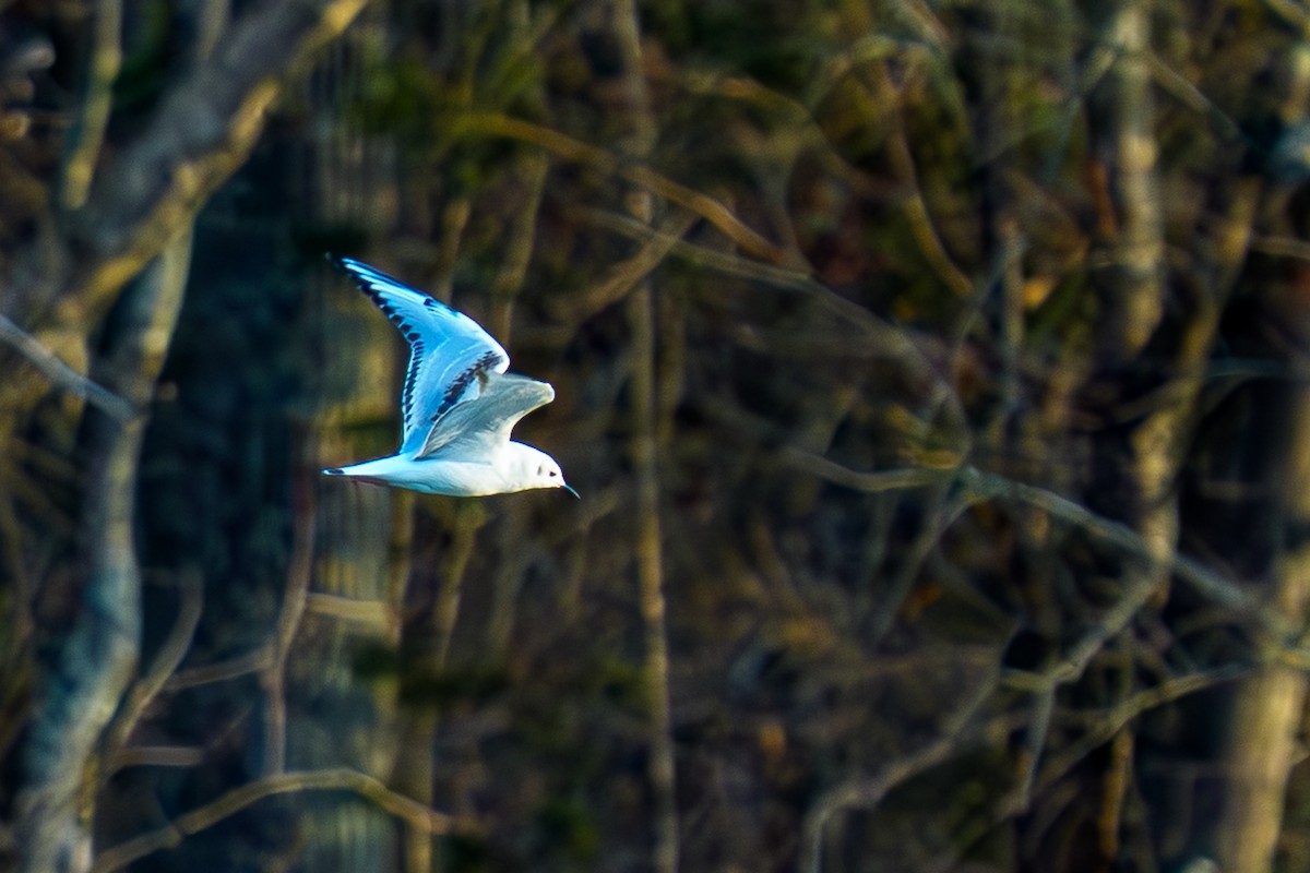 Bonapartemöwe - ML647801716