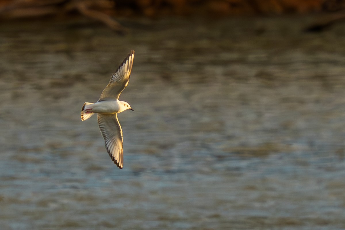 Bonapartemöwe - ML647801717