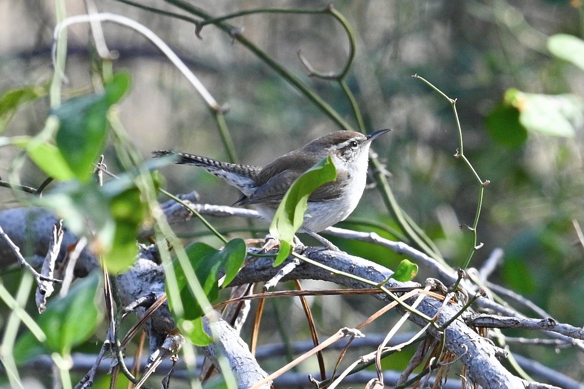 Buschzaunkönig - ML647801718