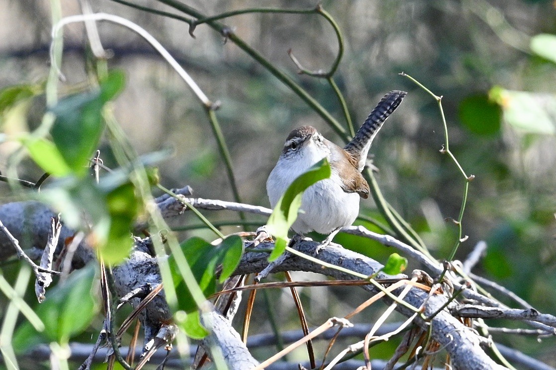 Buschzaunkönig - ML647801719