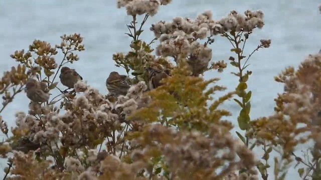 Fichtenzeisig - ML647801720