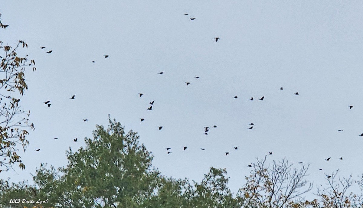 Rotflügelstärling - ML647801722