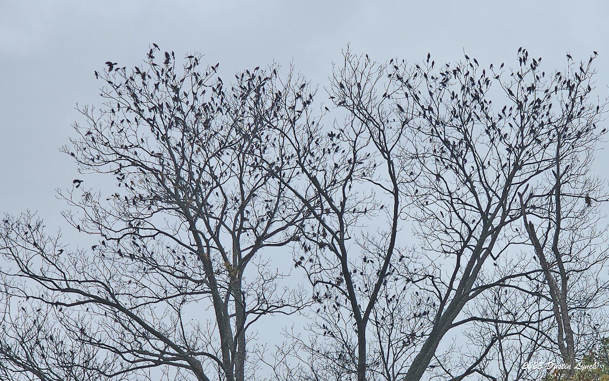 Rotflügelstärling - ML647801723