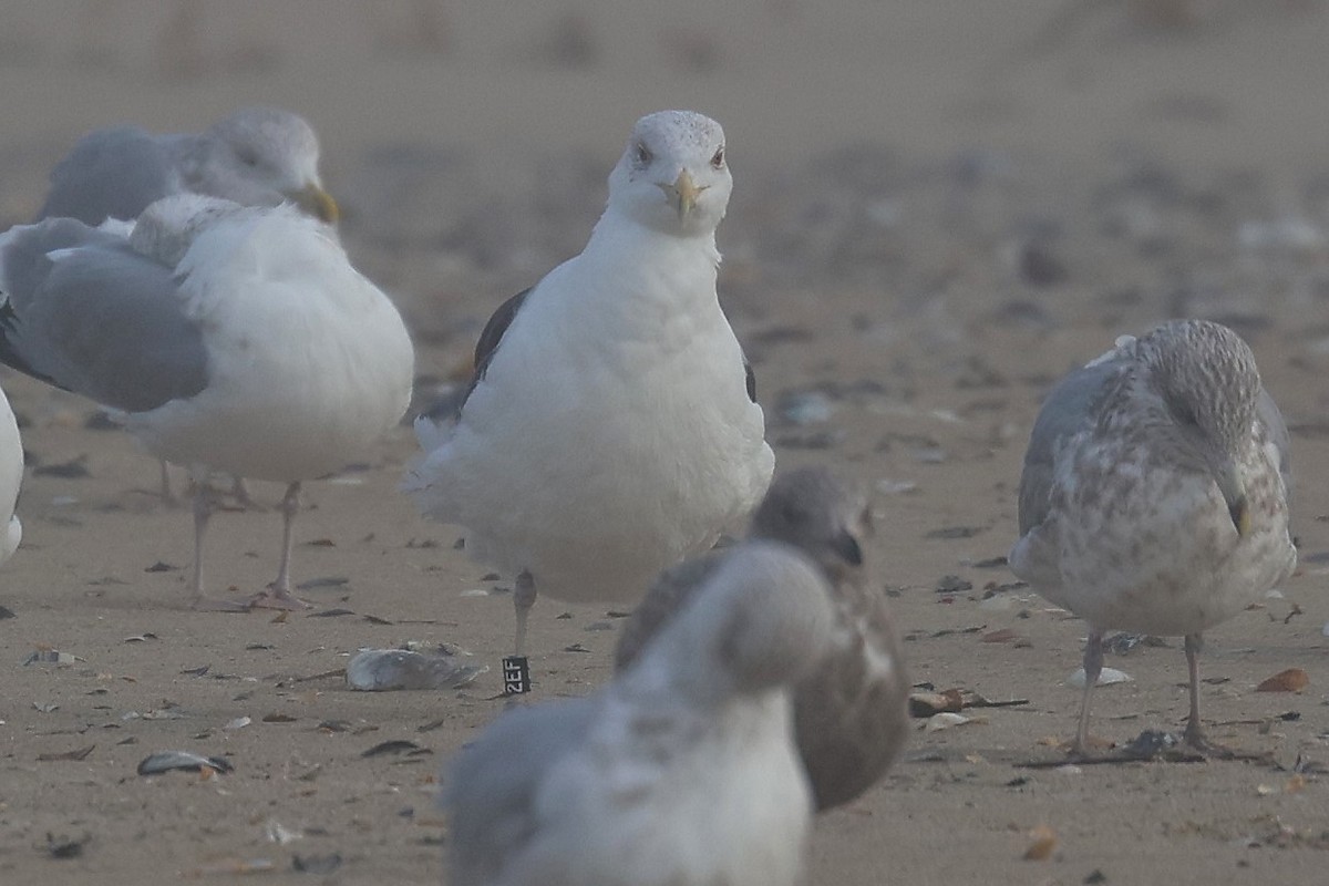 Mantelmöwe - ML647801724