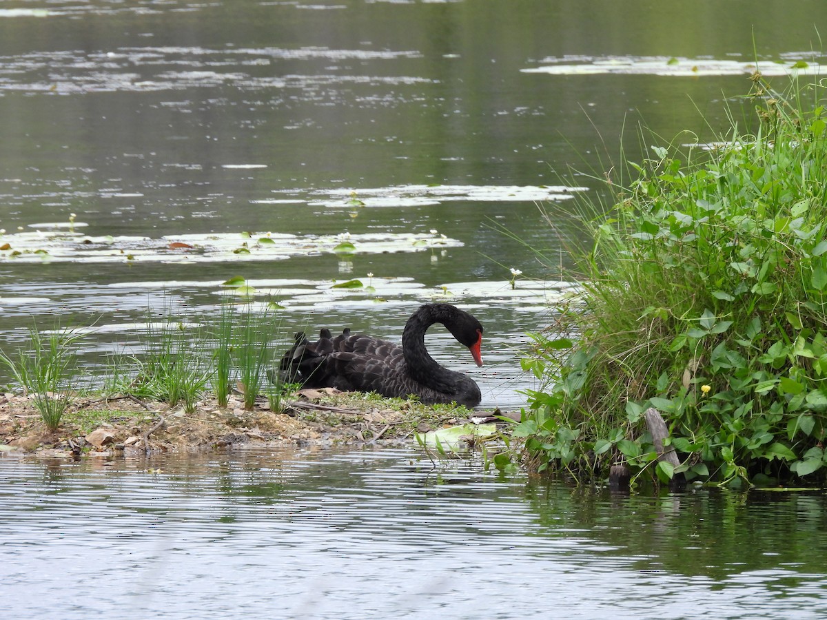 Schwarzschwan - ML647801728