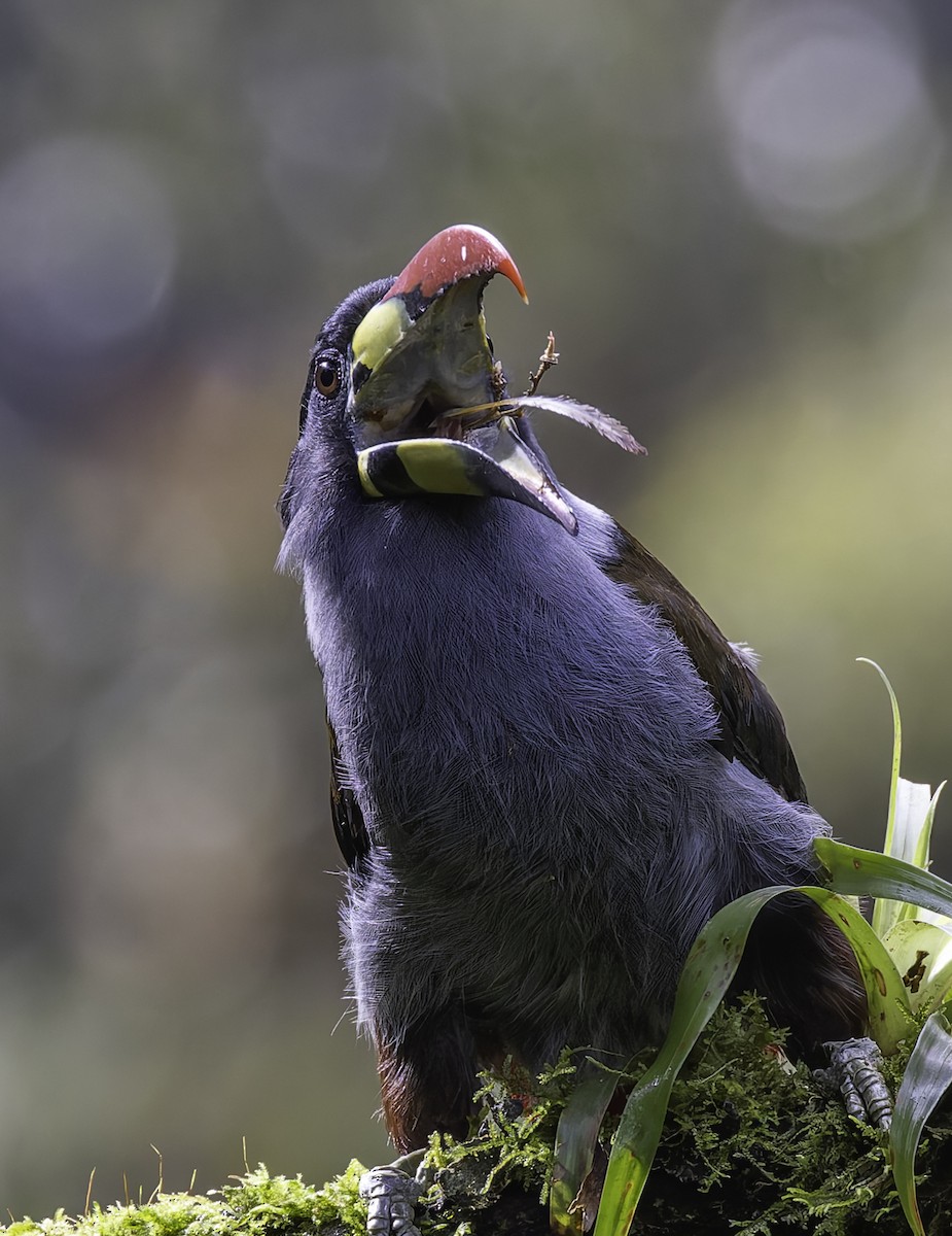 Blautukan - ML647801729