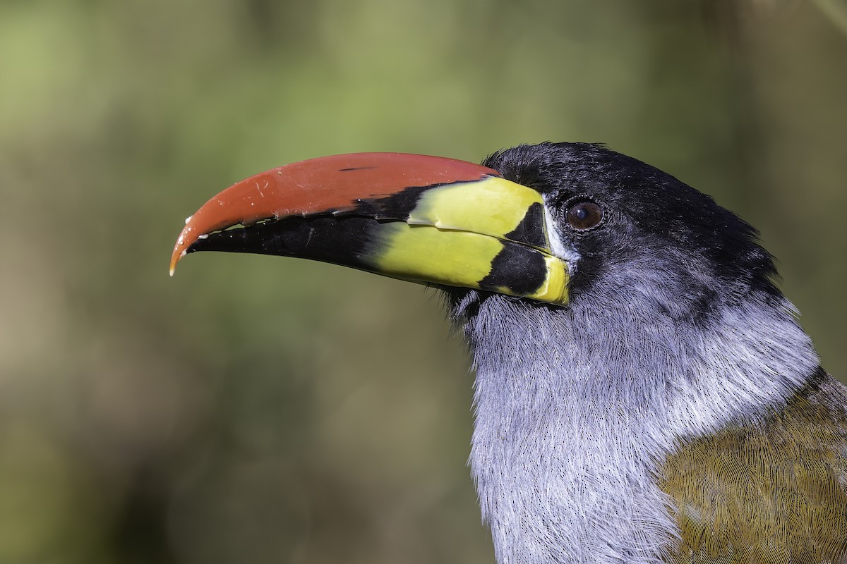 Blautukan - ML647801730