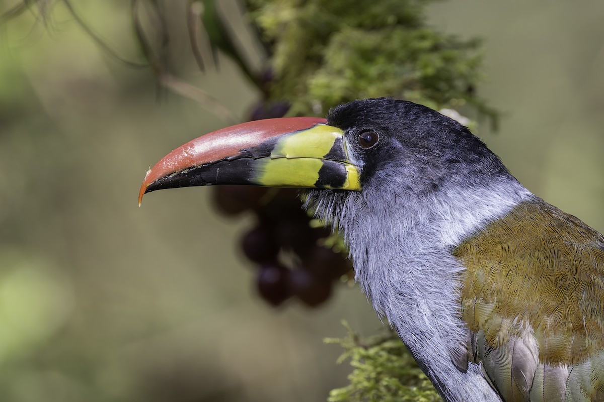 Blautukan - ML647801731