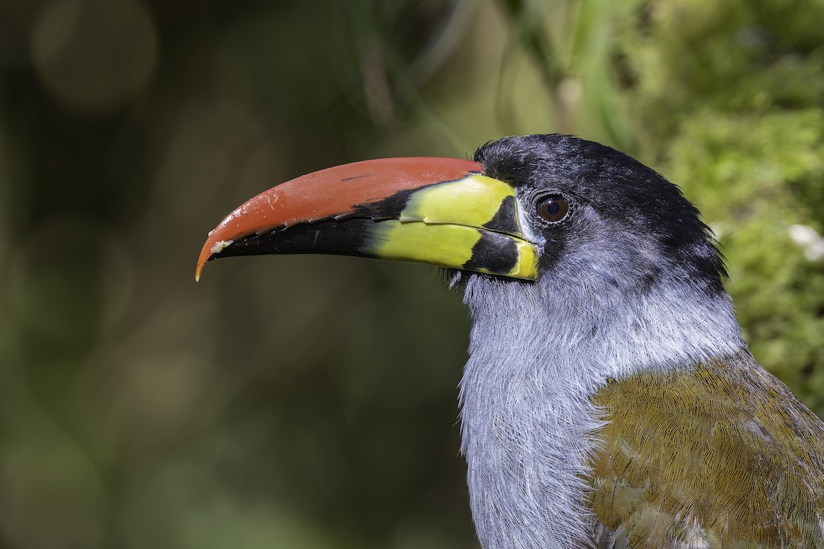 Blautukan - ML647801732