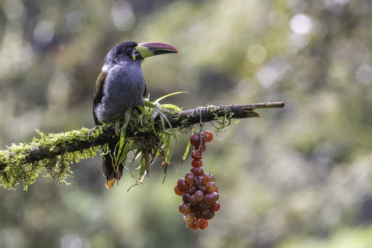 Blautukan - ML647801734