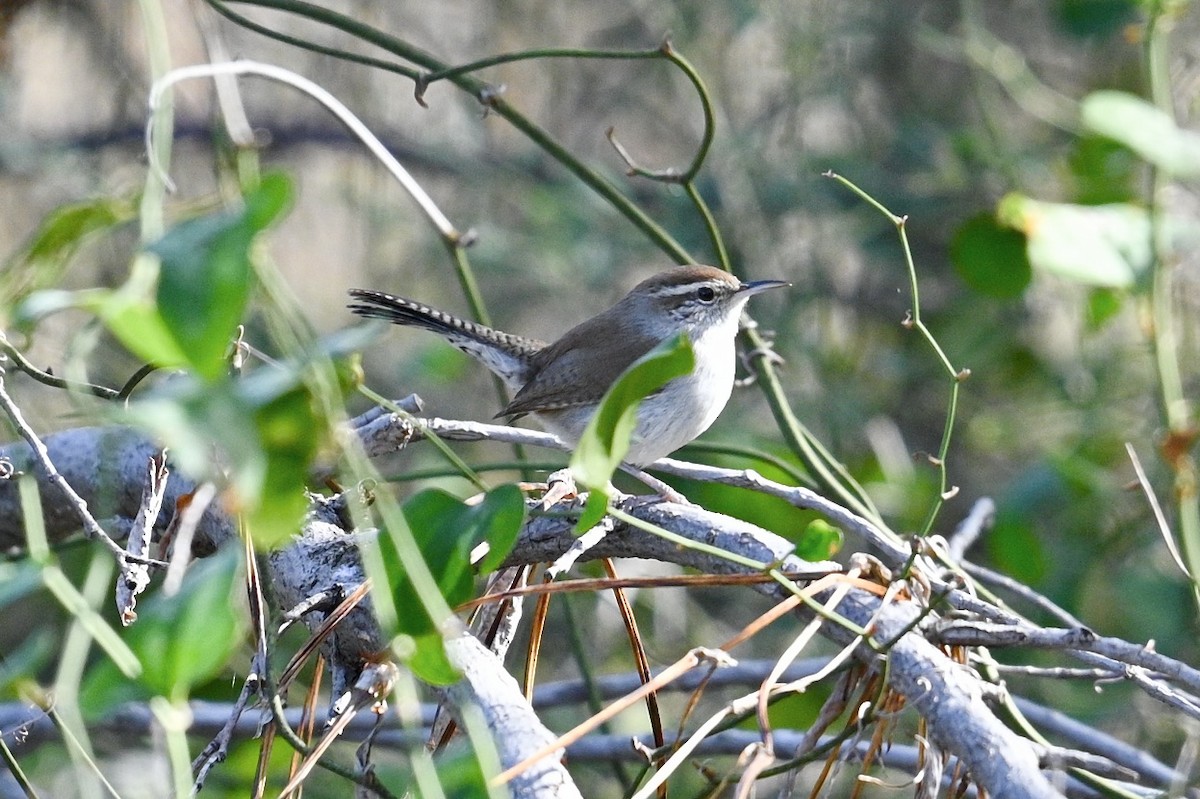 Buschzaunkönig - ML647801735