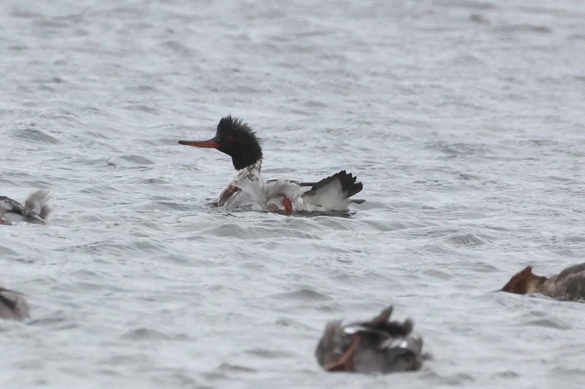 Mittelsäger - ML647801736