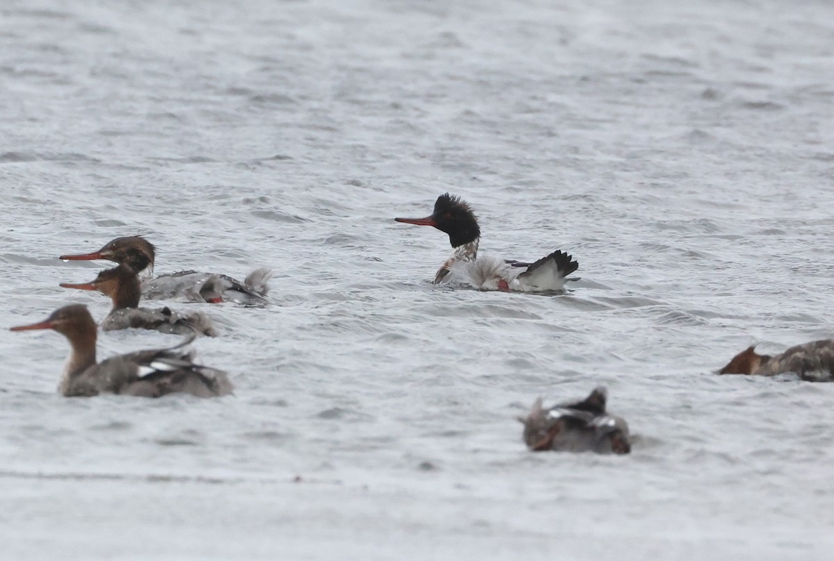 Mittelsäger - ML647801737