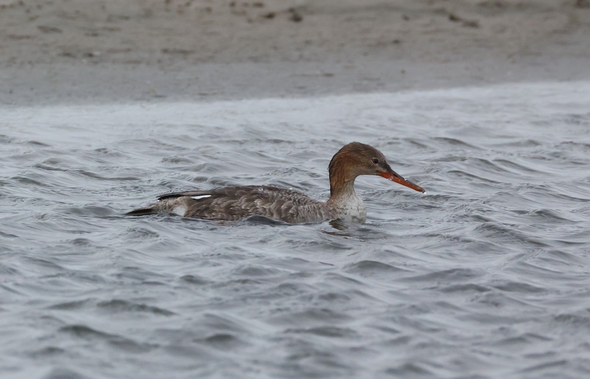 Mittelsäger - ML647801738