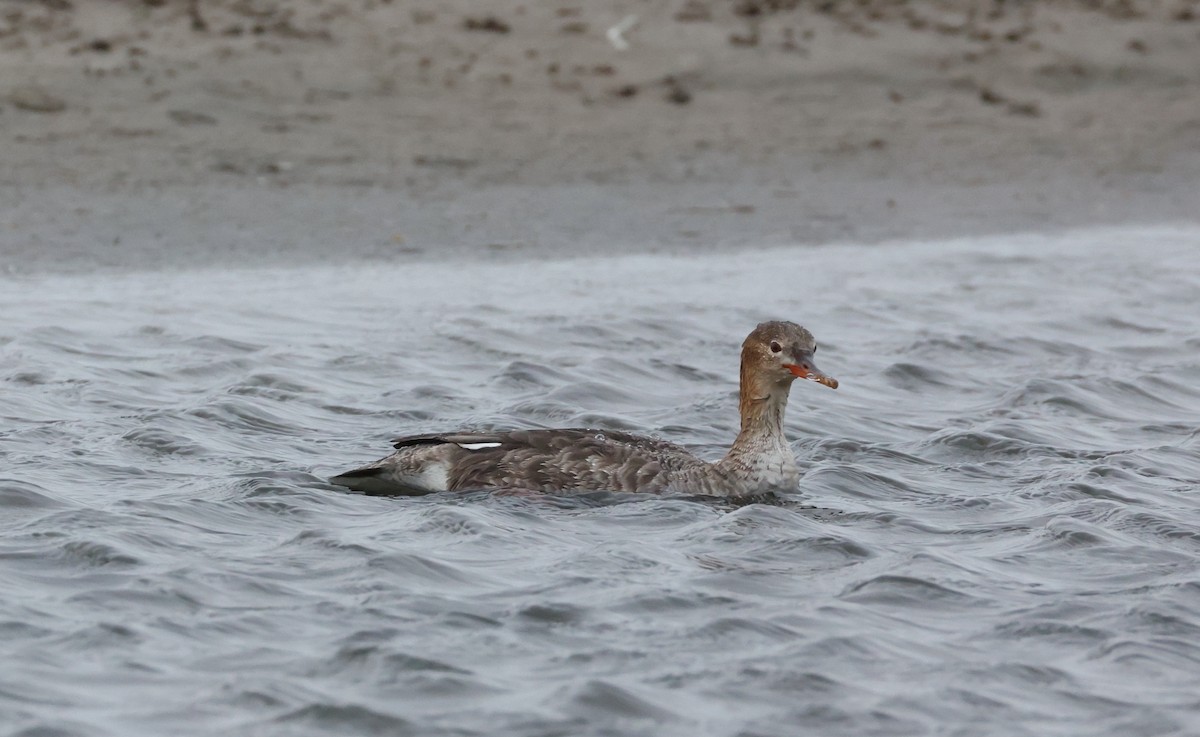מרגון בינוני - ML647801739