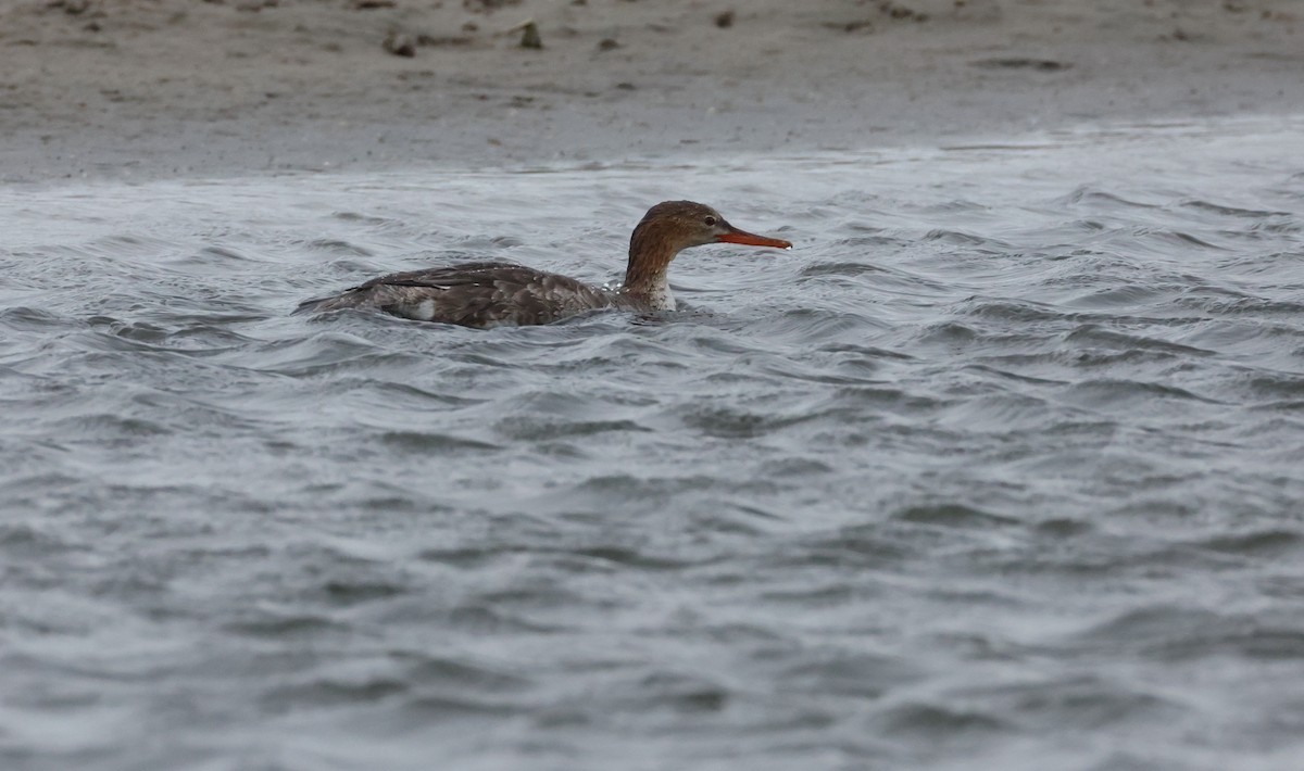 מרגון בינוני - ML647801740