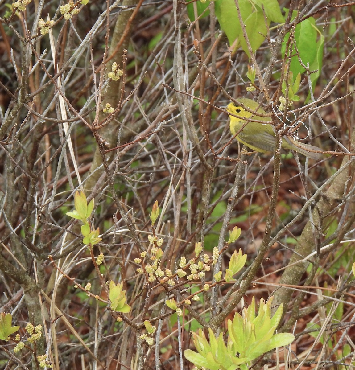 Mönchswaldsänger - ML647801742