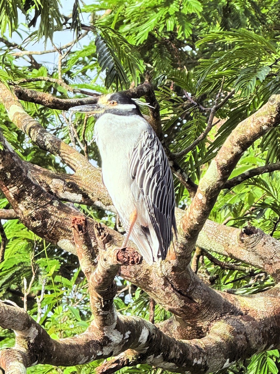 Krabbenreiher - ML647801743