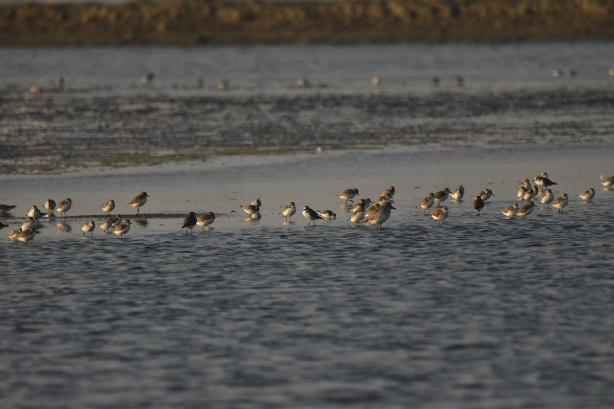 Chorlito Gris - ML647801745
