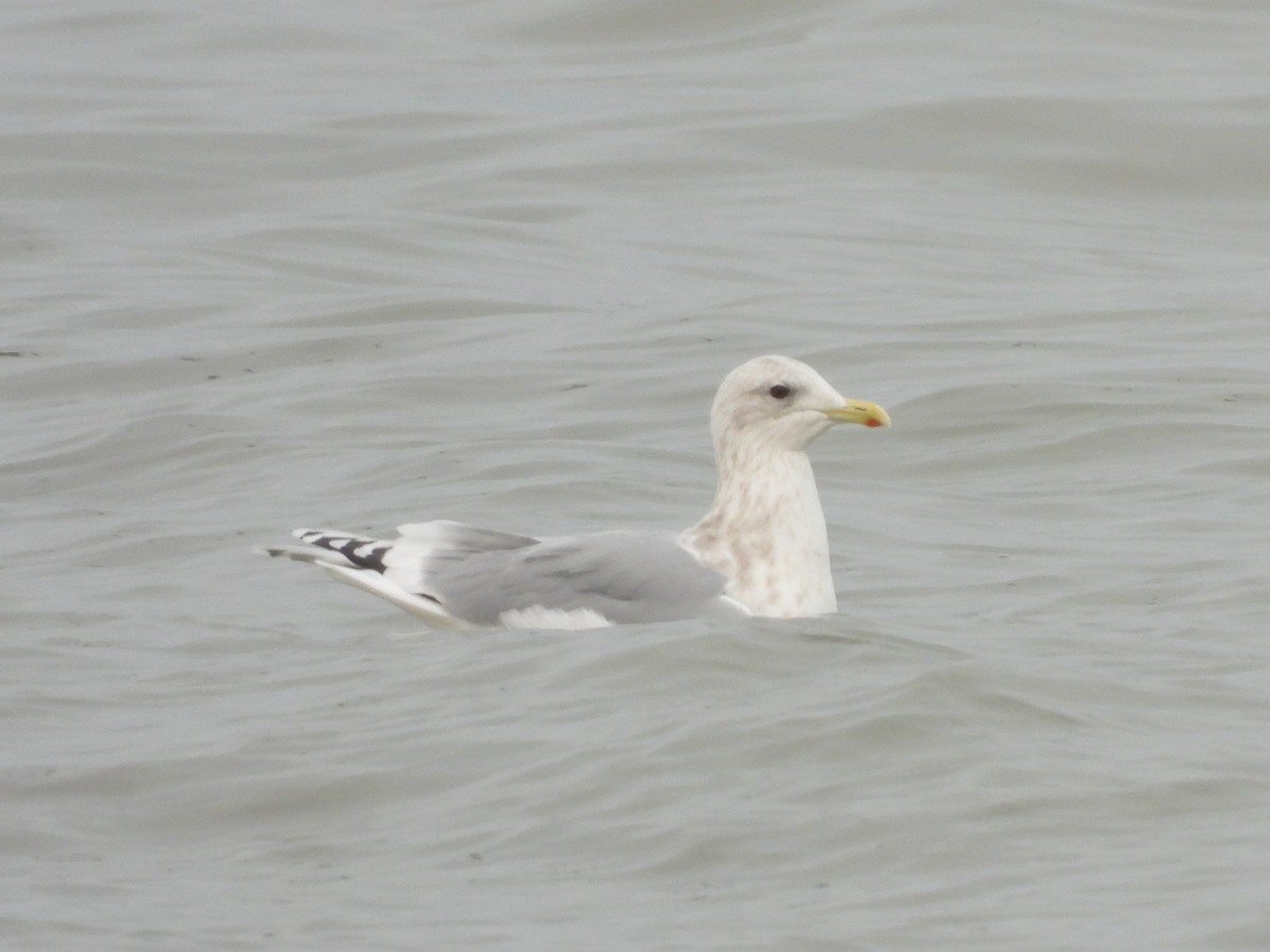 Polarmöwe - ML647801746