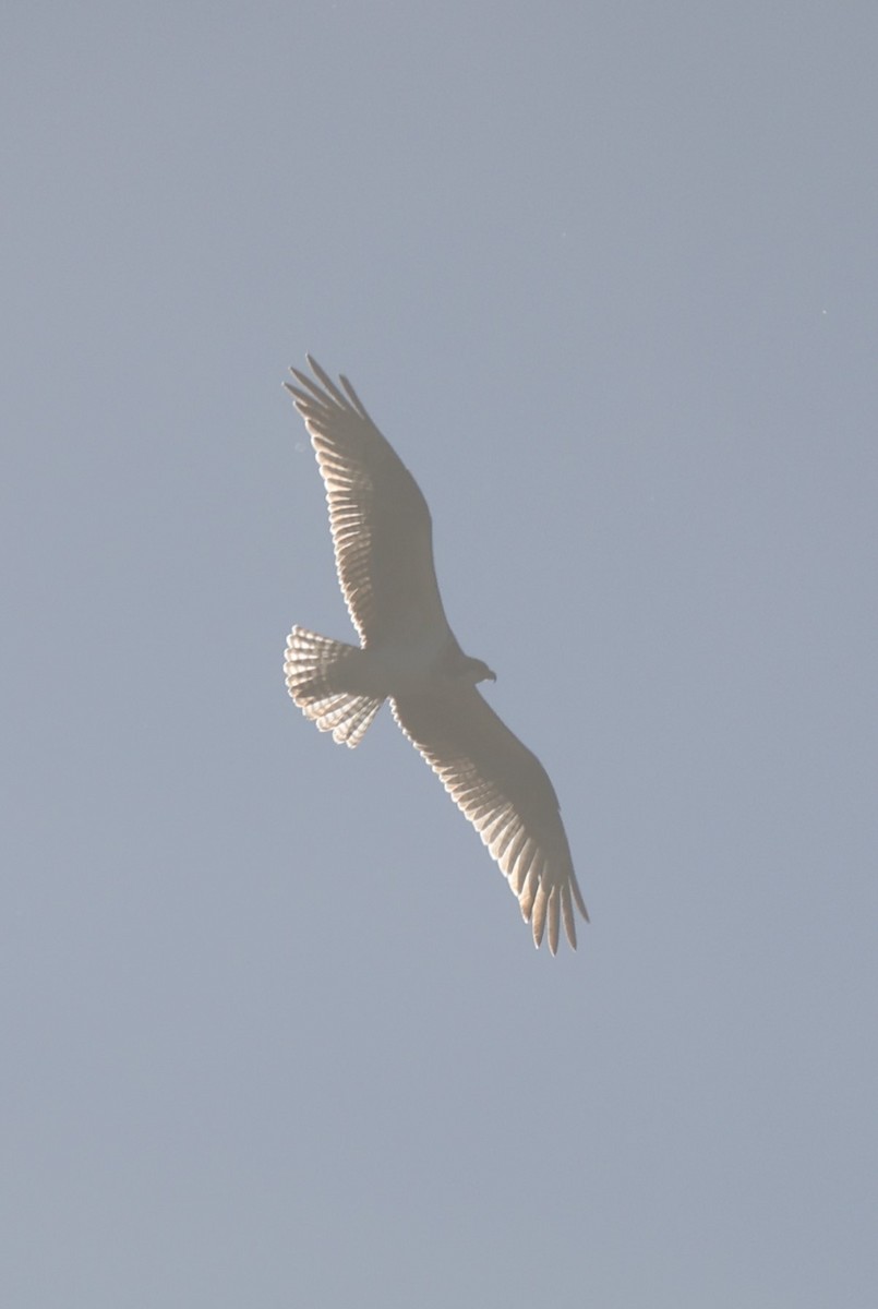 Osprey - ML647801747