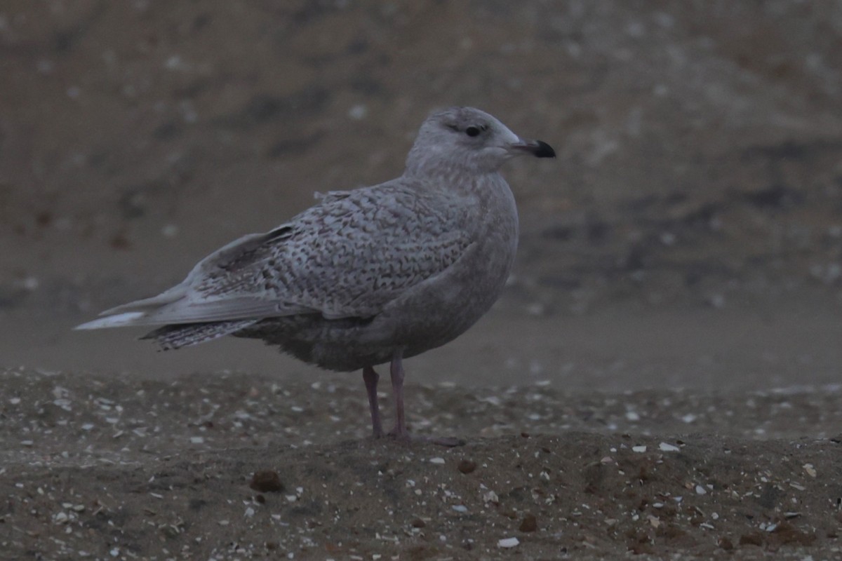 アイスランドカモメ（亜種 アイスランドカモメ／クムリーンカモメ） - ML647801749