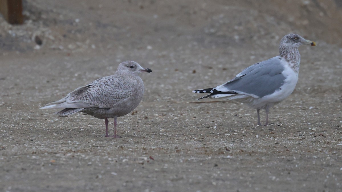 アイスランドカモメ（亜種 アイスランドカモメ／クムリーンカモメ） - ML647801750